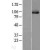 Western Blot: Hsp105 Lysate [NBL1-11769] - Western Blot experiments. 
Left-Control; Right -Over-expression Lysate for HSPH1
